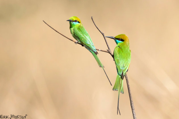 De kleine groene bijeneter