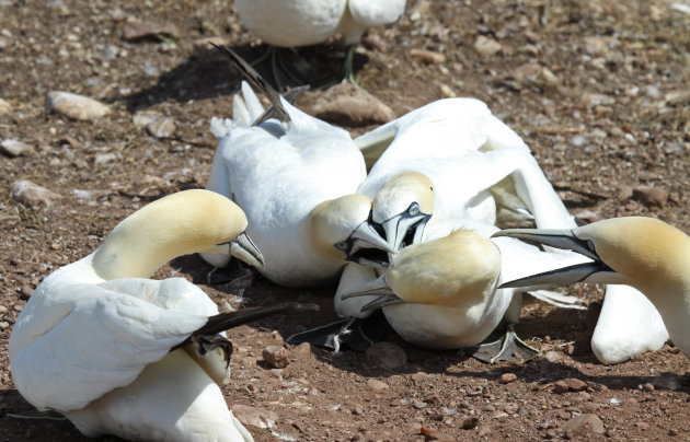 Gannets