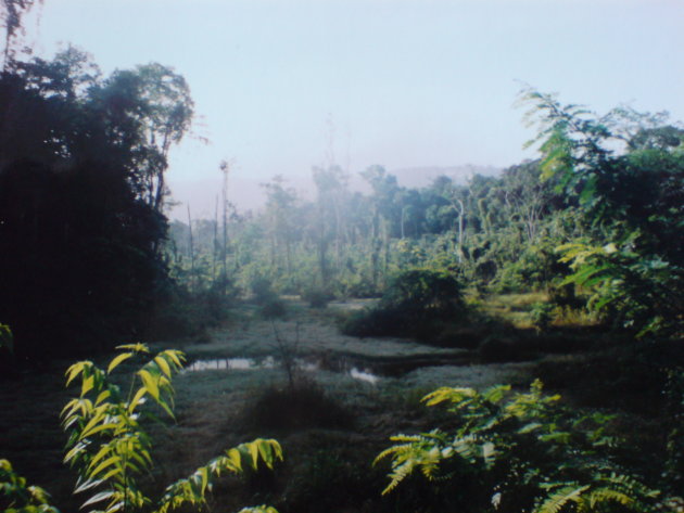 2001-2002 Goudveld in het Brownsberg Natuurpark.