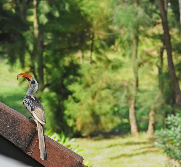 Red-billed Hornbill met vangst!