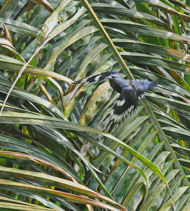 Green Wood Hoopoe in vlucht!