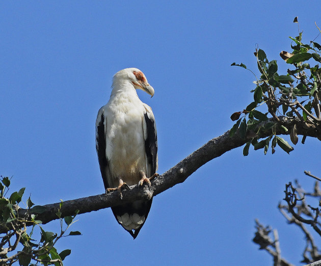 Vegetariër onder de roofvogels! 