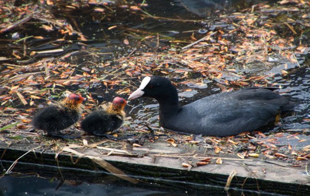 Wildlife om de hoek