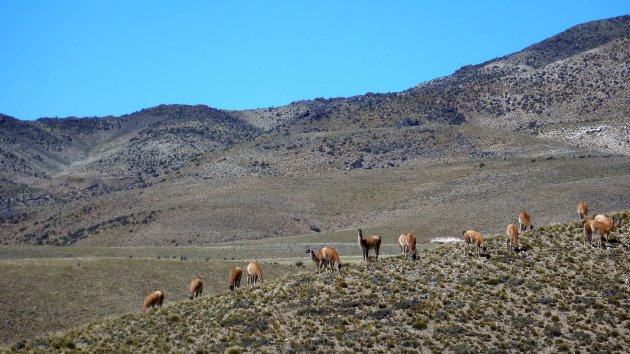 Guanaca's