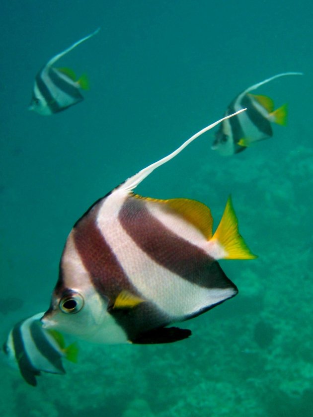 Bannerfish family