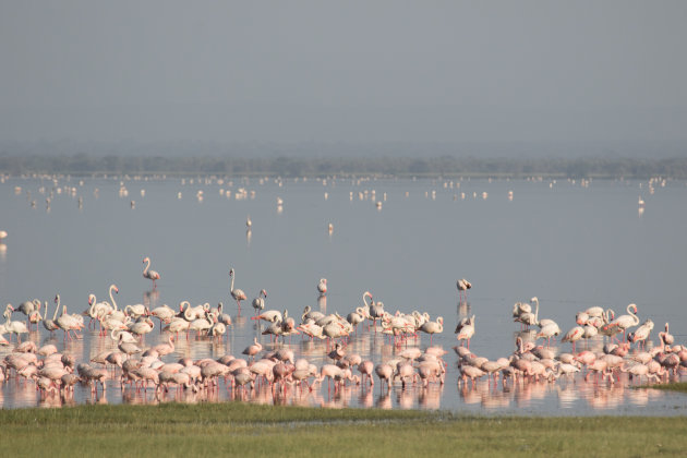 Flamingo's waar je maar kijkt