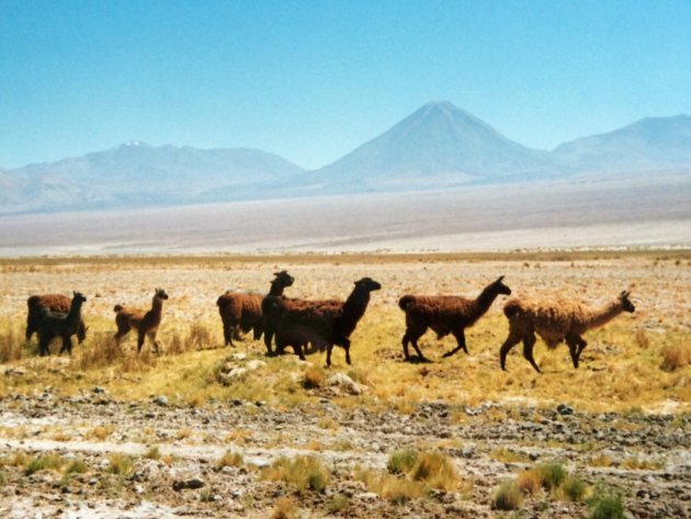 Alpaca's in de Atacama 