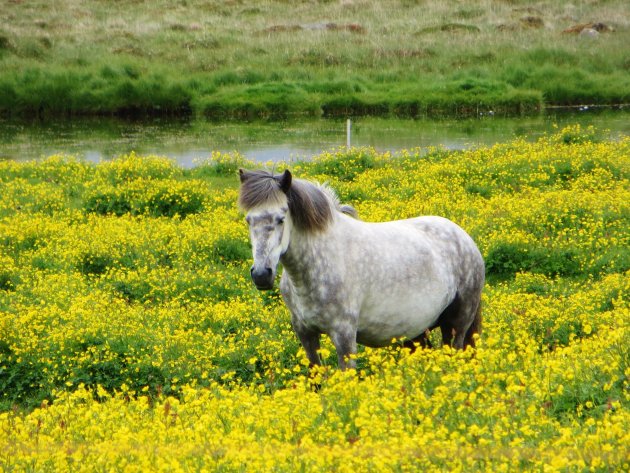 'IJslandse schimmel'