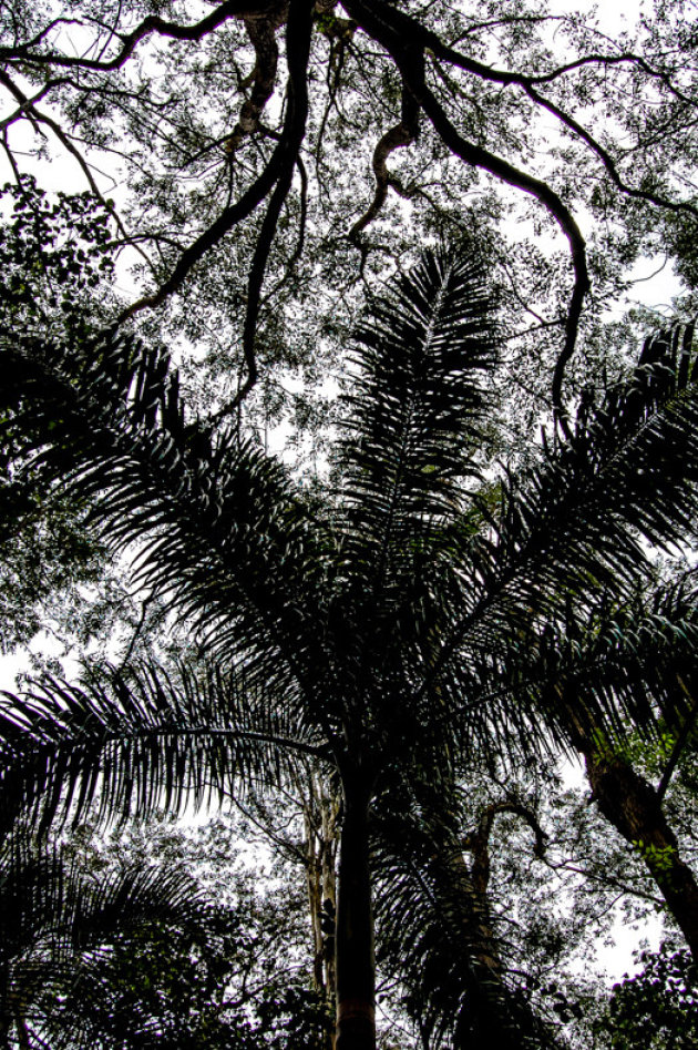 'Look up'!  in Parque Nacional Alejandro de Humboldt 