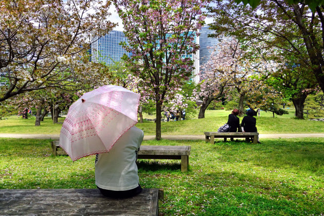 Sakura, een nieuw begin