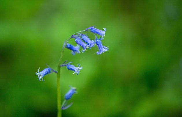 Wilde Hyacinten Hallerbos