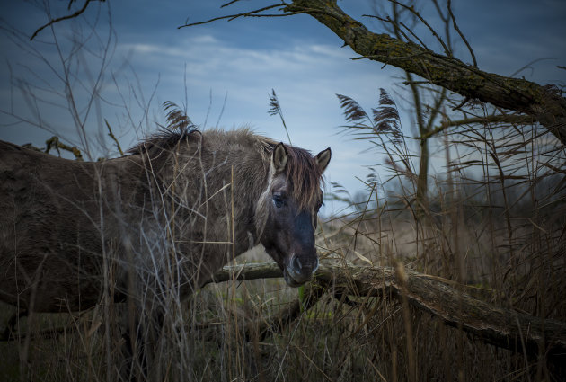 Wild Horse