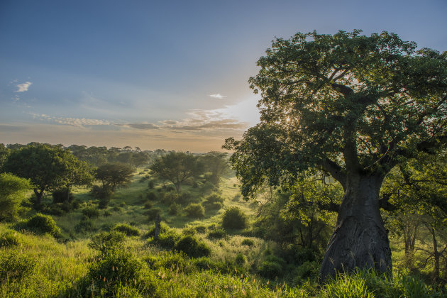 Zonsopkomst in Tarangire