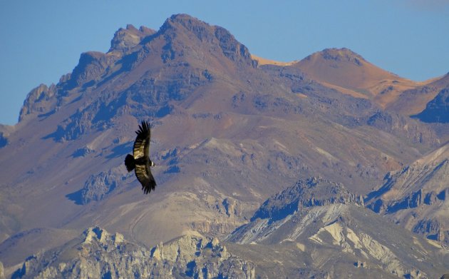 Colca canyon