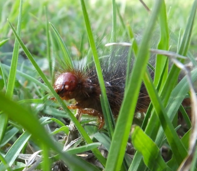 Mesocelis monticola rups