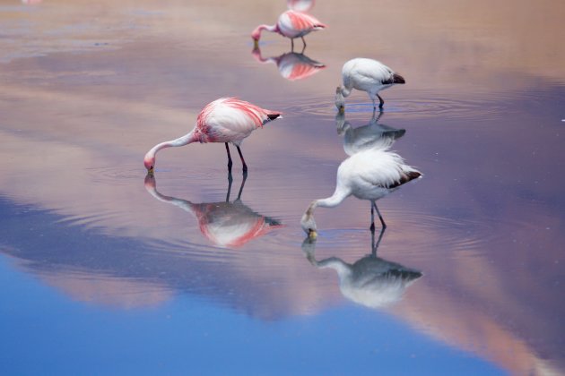 kleurrijk spiegeling