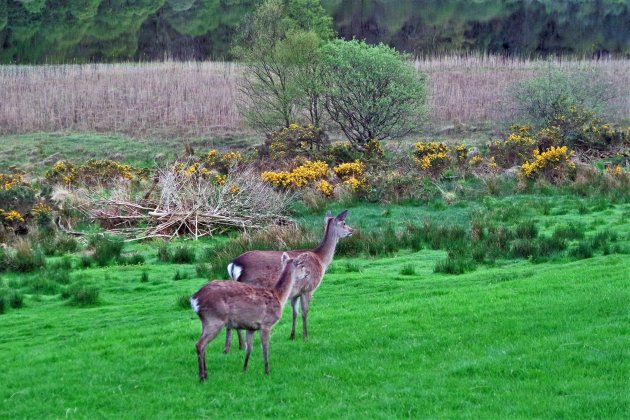 reeën Glendalough