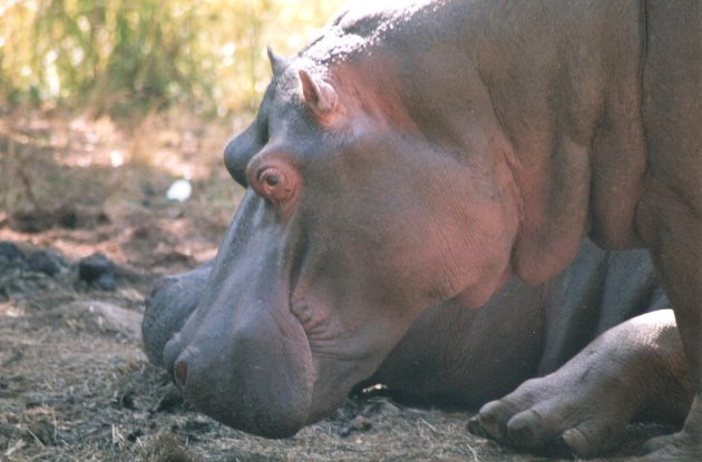 Nijlpaarden in Swaziland op de camping