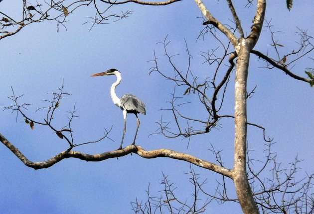 Reiger op de uitkijk