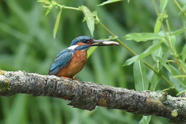 ijsvogel met visje