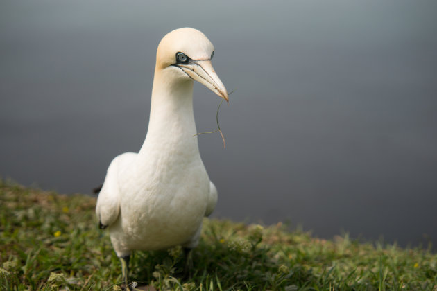 Jan van Genten op Helgoland