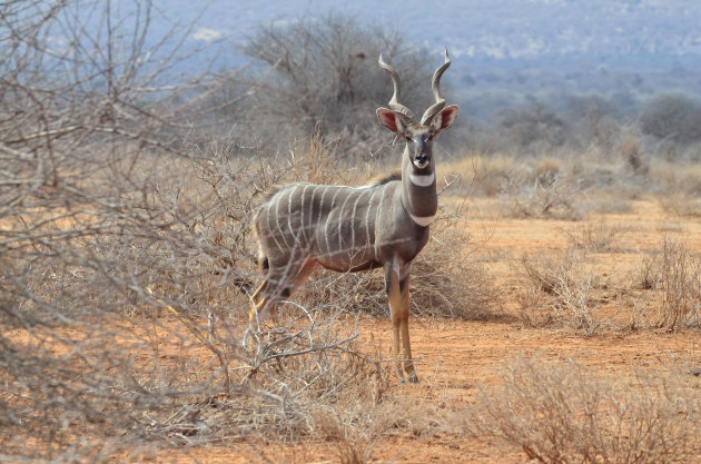 Kudu