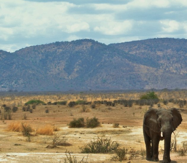 Ruaha olifant