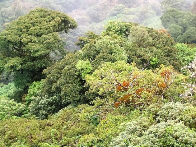 Hoge bomen vangen veel vocht