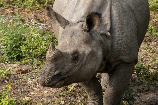 Kop Rhino