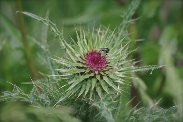 Wilde bloemen aan Red Star Line 