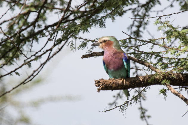 Kleurrijke vogeltje