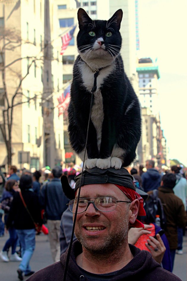 Kattenkop in New York