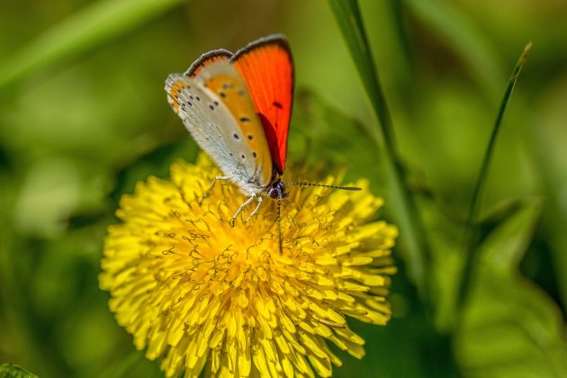 Paardenbloem met een grote vuurvlinder