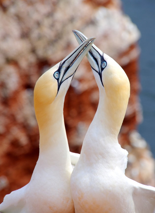 Verliefd in Helgoland