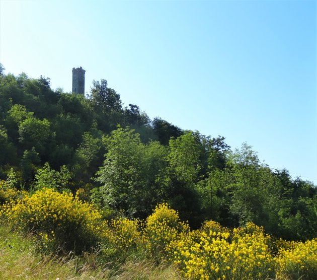 Een veld met brem en onze Middeleeuwse toren op de achtergrond