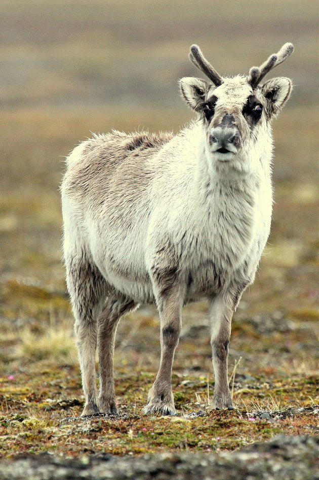 Rangifer tarandus platyrhynchus