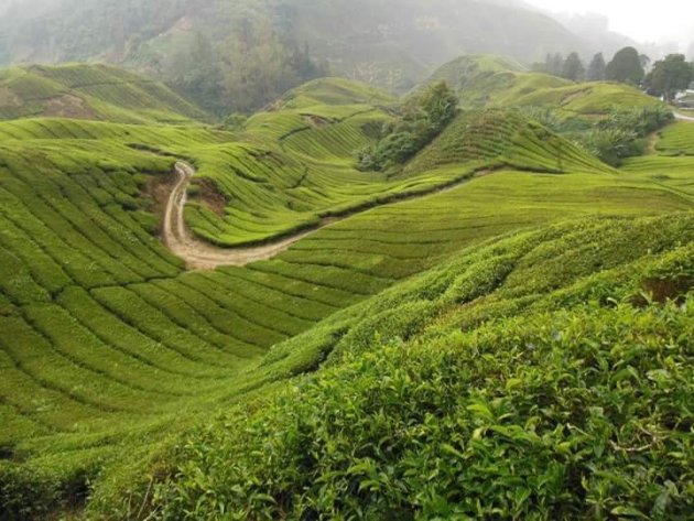 Cameron Highlands 