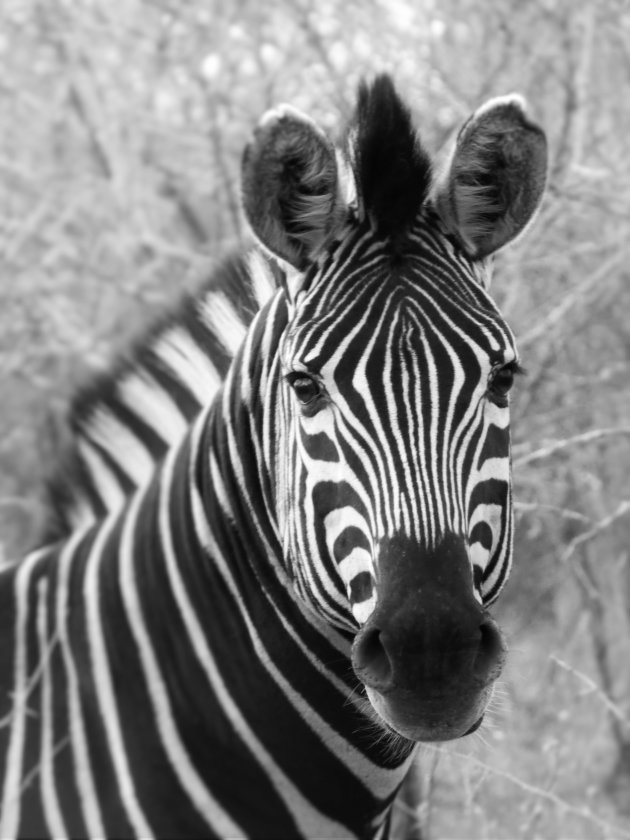 Zebraportret