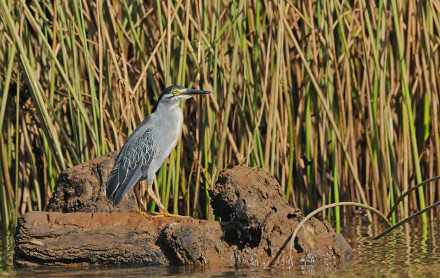 Kleine, smalle Reiger!