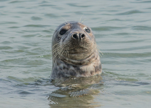 Zeehondjes op Düne