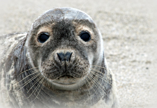 Helgoland