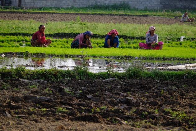 Rijst planten