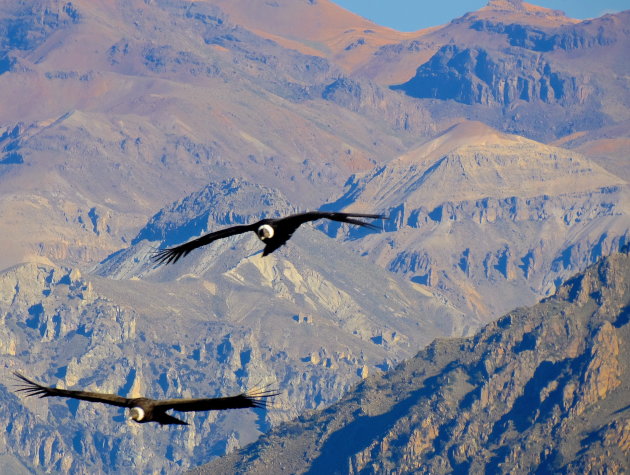                Mannetjes condor