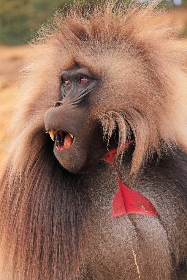 Gelada baviaan