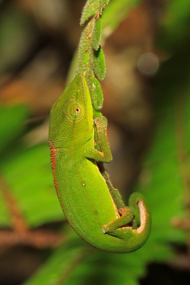 Op zoek naar Kameleon's