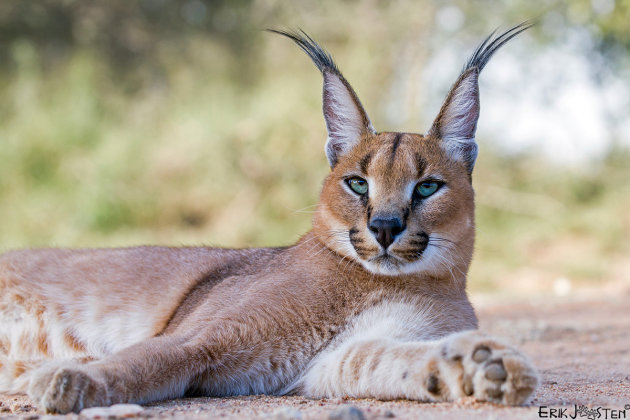 Caracal