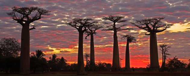 Baobab panorama