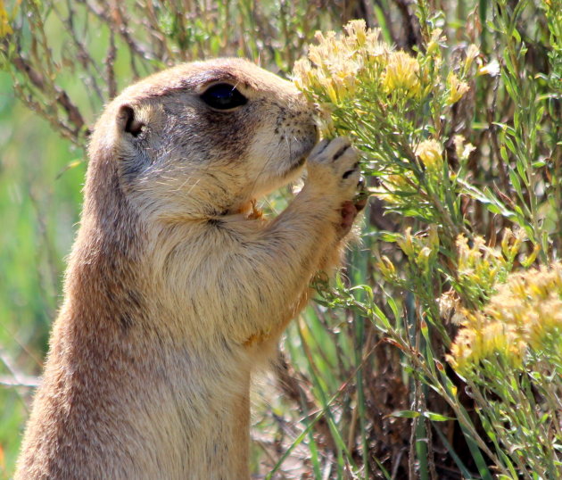 Prairiedog lust wel een bloempje