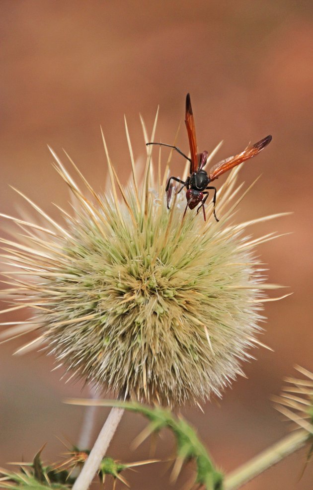 flora en fauna