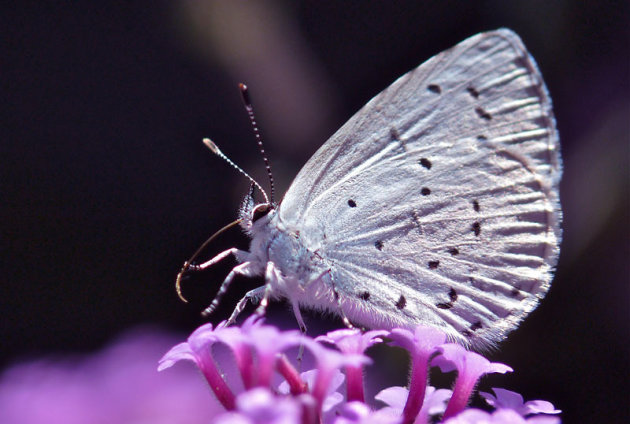 Een hele kleine vlinder